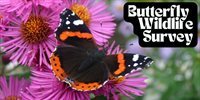 Countryside Rangers seek volunteers for upcoming butterfly wildlife survey