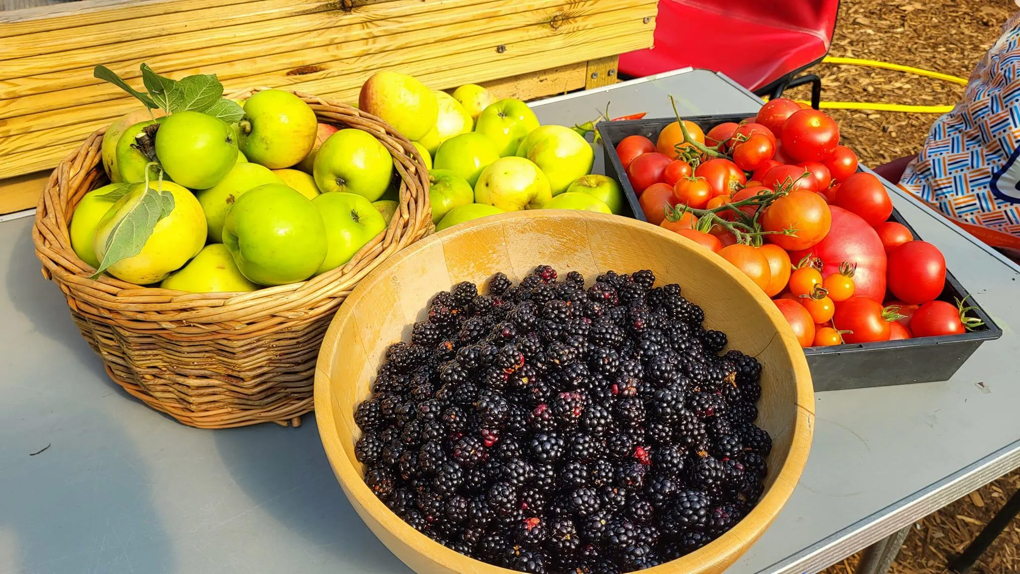 Baskets filled with apples brambles and tomatoes