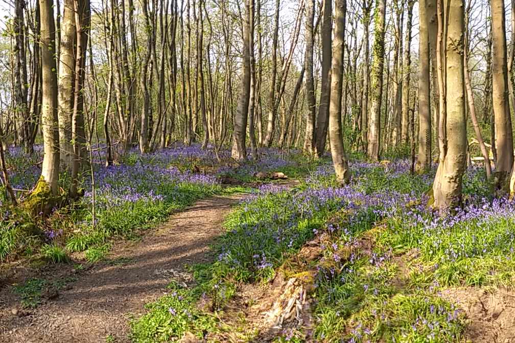 Dirt path leading through woodland