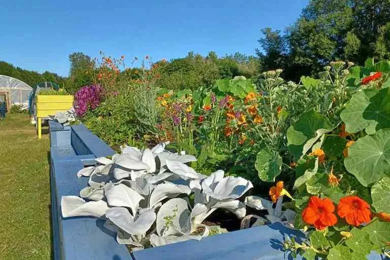 Community flower bed and bench surrounded by colourful planting