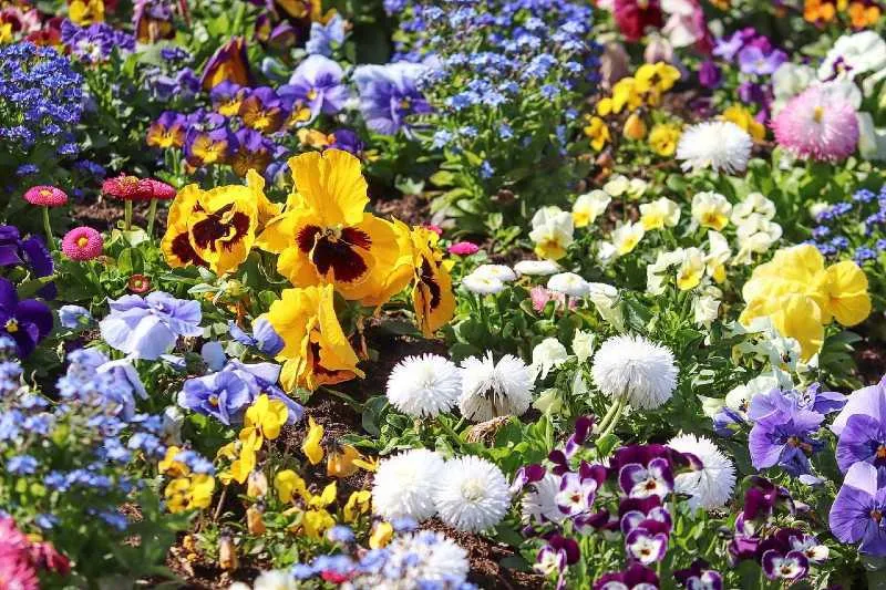 colourful mix flower bed