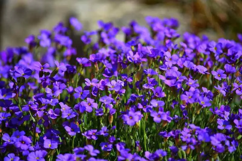 small blue flowers