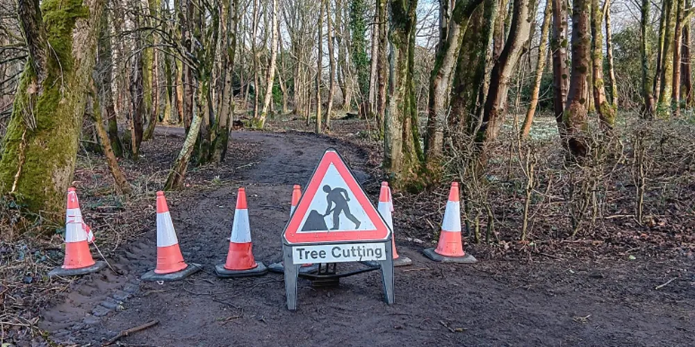 Traffic cones and tree cutting warning sign in woodland at Eglinton Country Park