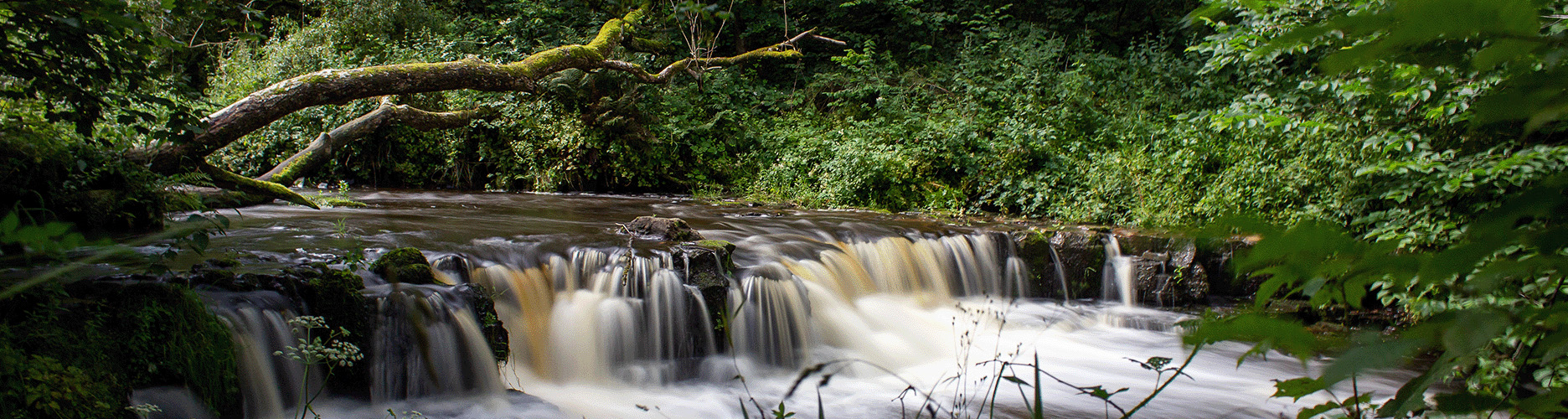 Lynn falls water fall surrounded by trees and bushes